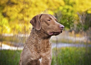 Quels sont les 10 chiens les plus intelligents ?