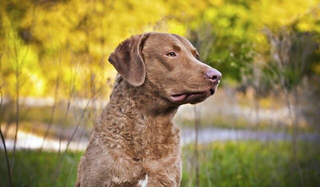 Quels sont les 10 chiens les plus intelligents ?