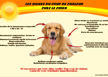 Quels sont les 4 signes annonciateurs d'un coup de chaleur ?