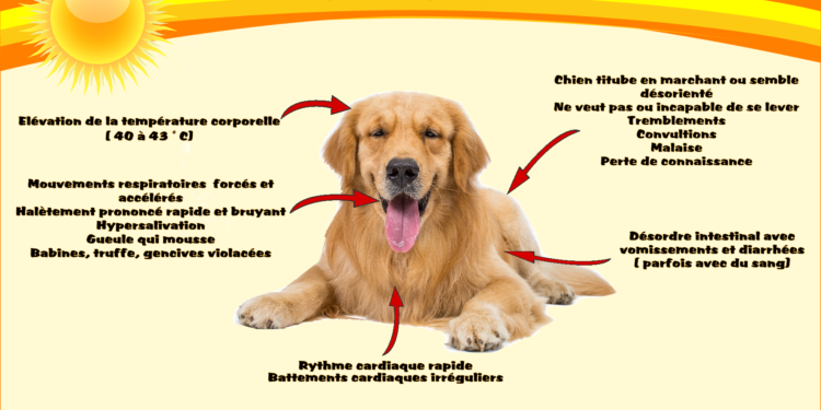 Quels sont les 4 signes annonciateurs d'un coup de chaleur ?