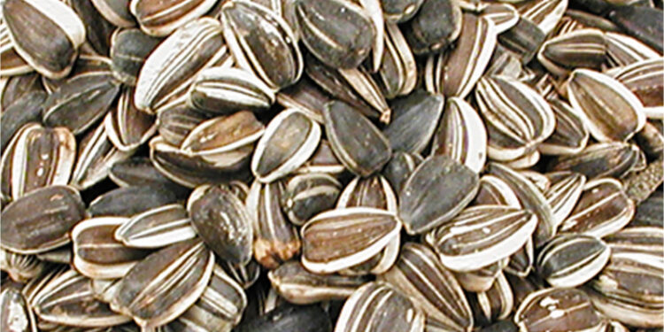 Quels sont les aliments interdits aux chiens ?