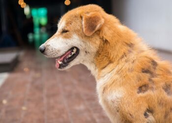 Quels sont les aliments interdits aux chiens ?