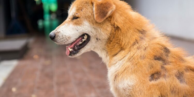 Quels sont les aliments interdits aux chiens ?