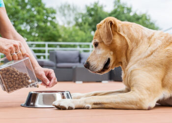 Quels sont les aliments interdits aux chiens ?