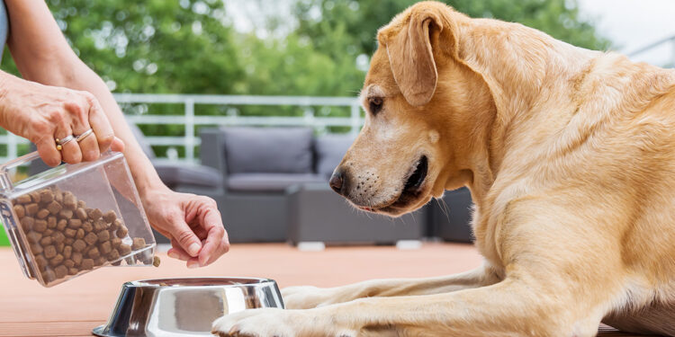 Quels sont les aliments interdits aux chiens ?