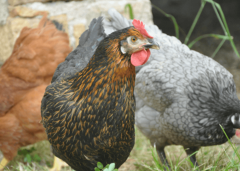 Quels sont les aliments interdits pour les poules pondeuses ?
