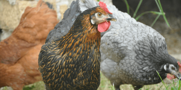 Quels sont les aliments interdits pour les poules pondeuses ?