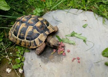 Quels sont les aliments interdits pour les tortues ?
