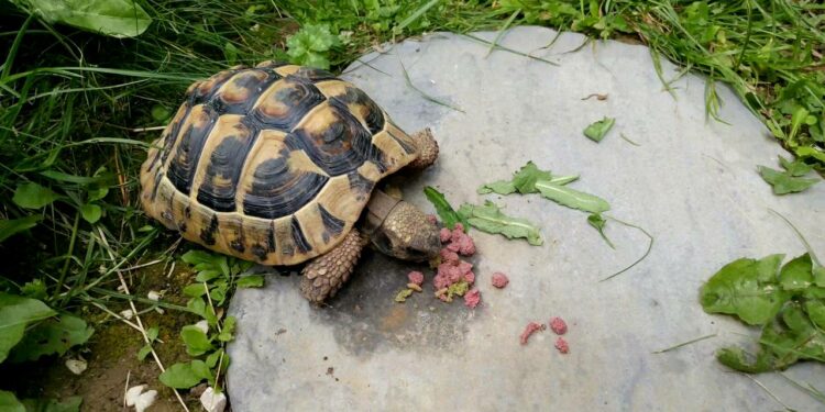 Quels sont les aliments interdits pour les tortues ?