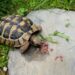 Quels sont les aliments interdits pour les tortues ?