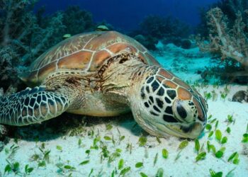 Quels sont les aliments interdits pour les tortues ?