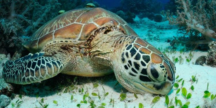 Quels sont les aliments interdits pour les tortues ?