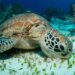 Quels sont les aliments interdits pour les tortues ?