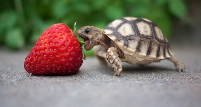 Quels sont les aliments interdits pour les tortues ?