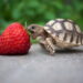 Quels sont les aliments interdits pour les tortues ?