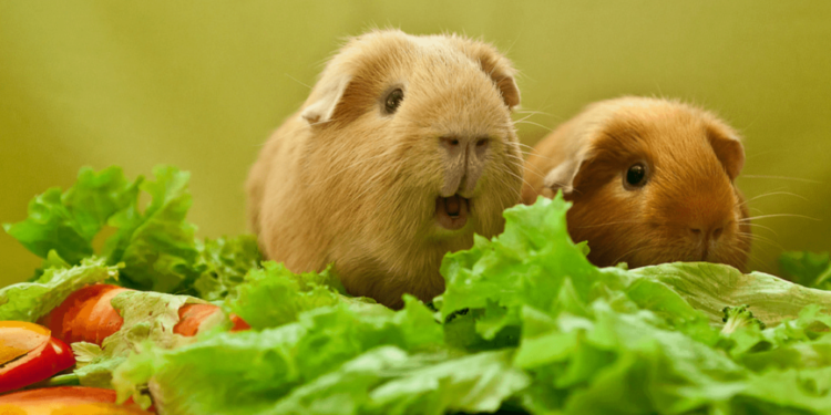 Quels sont les aliments toxiques pour les cochons d'Inde ?