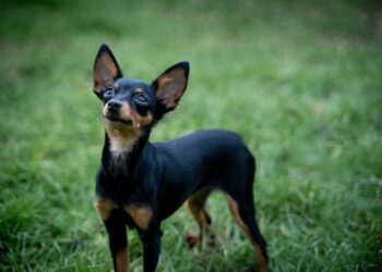 Quels sont les animaux les plus petits ?