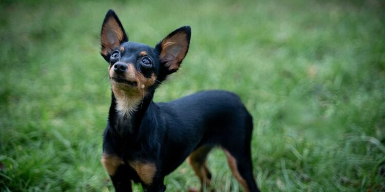 Quels sont les animaux les plus petits ?