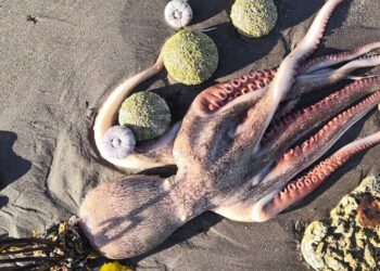 Quels sont les animaux qui vivent dans l'eau et sur la terre ?