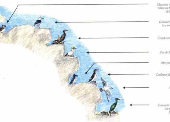 Quels sont les besoins essentiels d'une espèce doit pouvoir combler dans son habitat ?