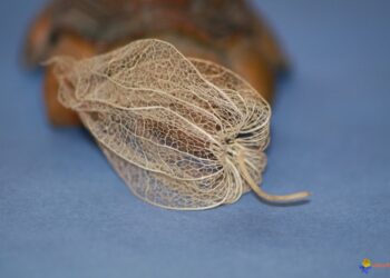 Quels sont les bienfaits du physalis ?