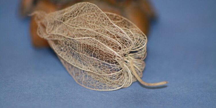 Quels sont les bienfaits du physalis ?