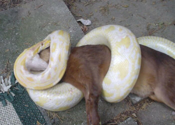 Quels sont les bienfaits du serpent ?