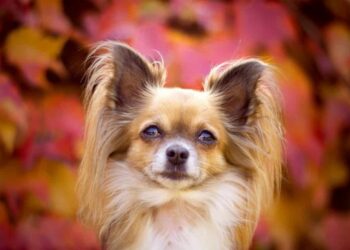 Quels sont les chiens les plus câlins ?