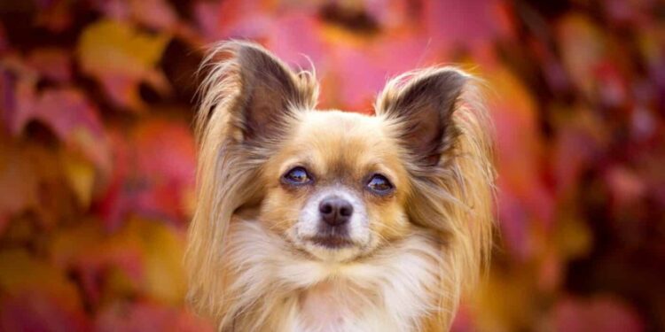 Quels sont les chiens les plus câlins ?