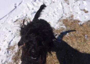 Quels sont les chiens les plus câlins ?