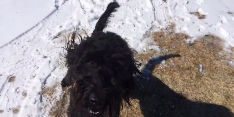 Quels sont les chiens les plus câlins ?