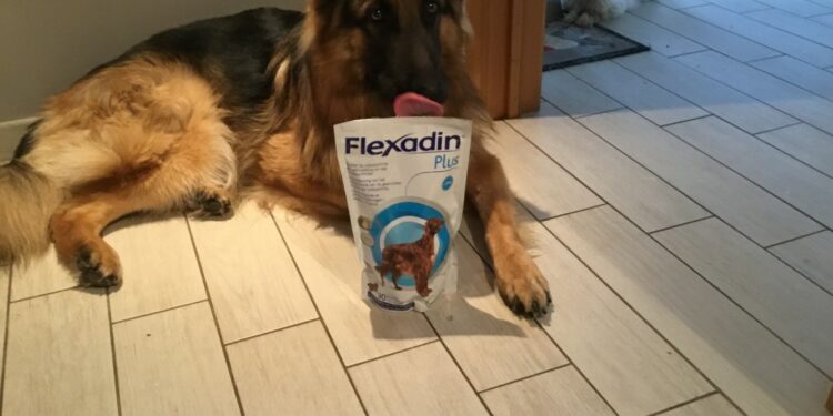 Quels sont les chiens les plus câlins ?