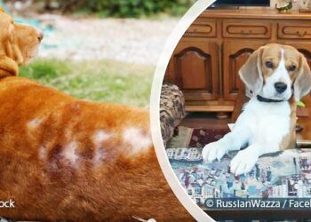 Quels sont les chiens les plus câlins ?