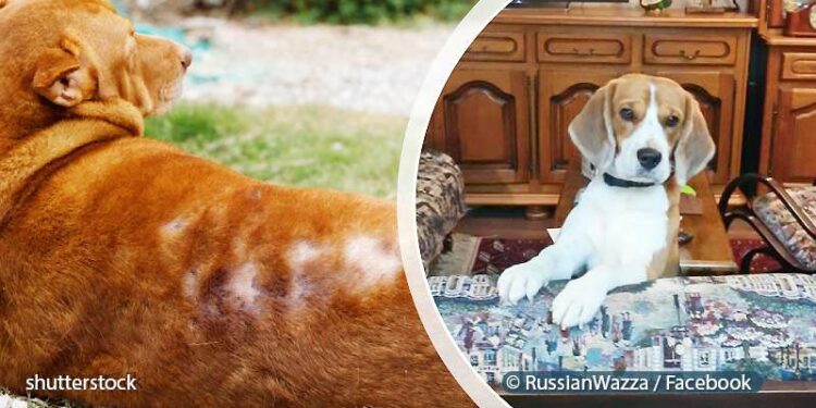 Quels sont les chiens les plus câlins ?