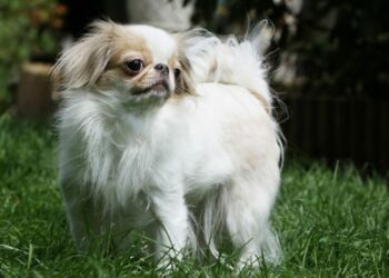 Quels sont les chiens les plus câlins ?