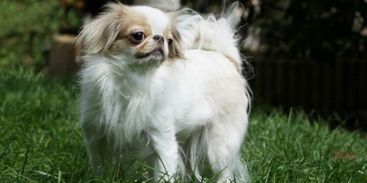 Quels sont les chiens les plus câlins ?