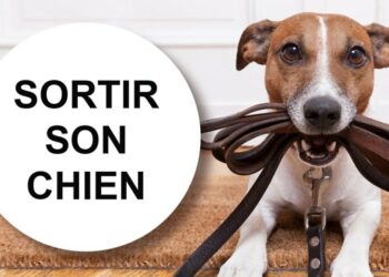 Quels sont les chiens les plus destructeurs ?