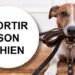 Quels sont les chiens les plus destructeurs ?