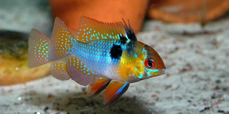 Quels sont les différents biotope pour aquarium ?