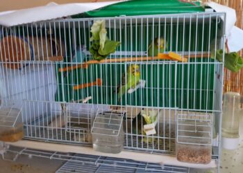 Quels sont les différents types d'élevage ?