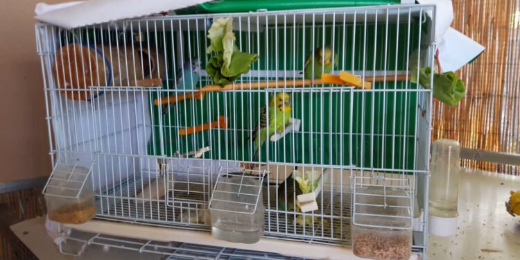 Quels sont les différents types d'élevage ?