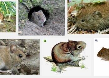 Quels sont les gros rongeurs ?