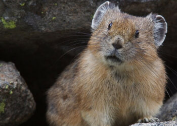 Quels sont les gros rongeurs ?