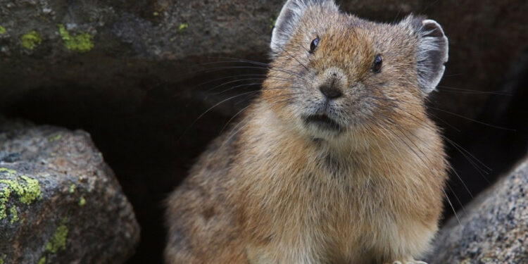 Quels sont les gros rongeurs ?