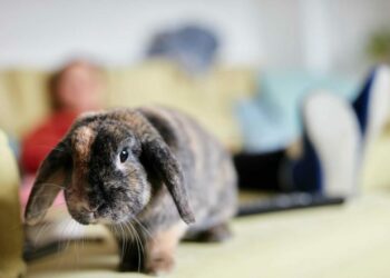 Quels sont les inconvénients d'avoir un lapin ?