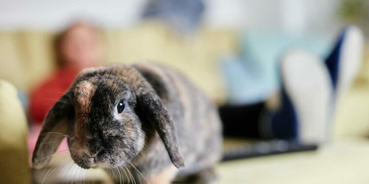 Quels sont les inconvénients d'avoir un lapin ?
