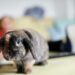 Quels sont les inconvénients d'avoir un lapin ?