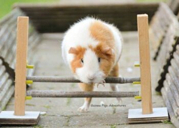 Quels sont les jouets préférés des cochons d'Inde ?