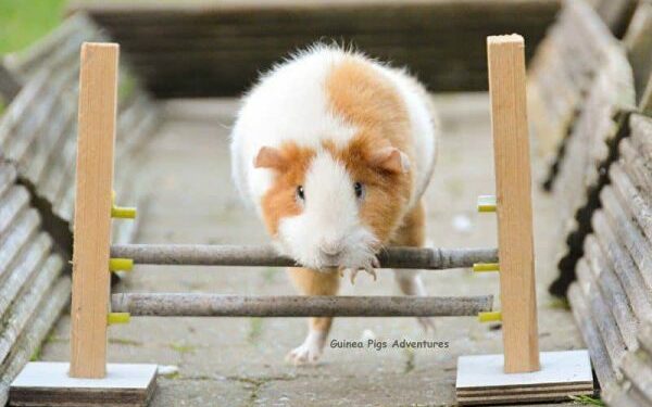 Quels sont les jouets préférés des cochons d'Inde ?