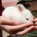 Quels sont les lapins les plus gentils ?